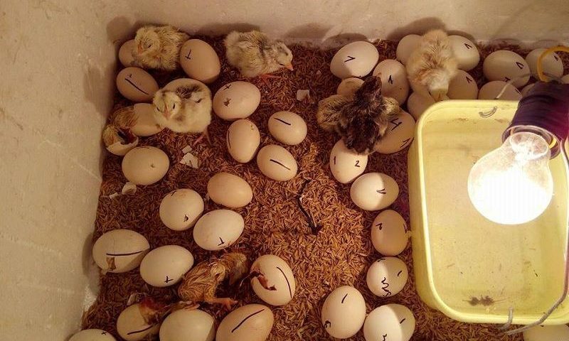 Cách làm máy ấp trứng gà đơn giản tại nhà bằng bóng đèn điện