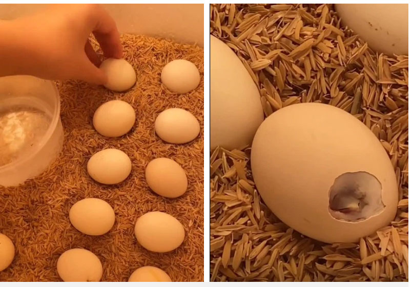 Trong thời gian cách ly ở nhà, cô gái mang trứng gà về ấp cho vui nhưng không ngờ | Tin tức trực tuyến