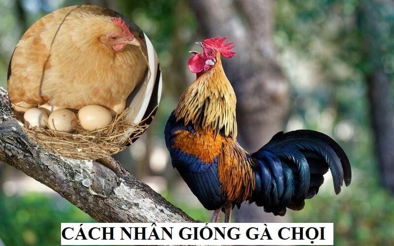 Cách lai tạo gà chọi đơn giản để tăng tỷ lệ thành công - Thế Giới Đá Gà