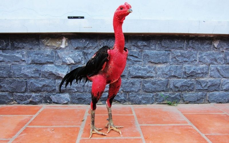 Cách lai tạo gà chọi đơn giản để tăng tỷ lệ thành công - Thế Giới Đá Gà