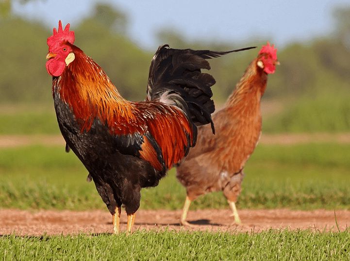 Kỹ thuật chọn giống gà tốt cho nông dân - Chăm Sóc Nông Nghiệp 24h