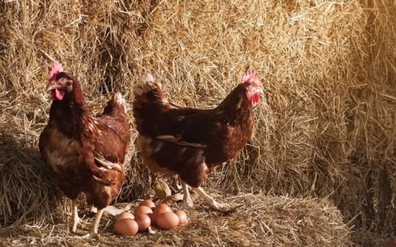 Cách lai tạo gà chọi đơn giản để tăng tỷ lệ thành công - Thế Giới Đá Gà