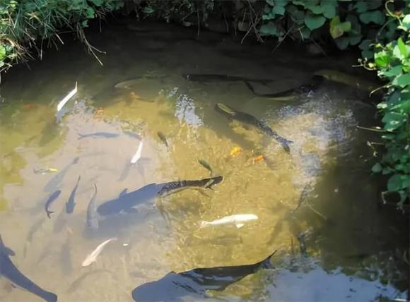 Một cái ao có nước lâu ngày có cá không? Không ai thả chúng ra, sao trong ao lại có cá, chúng từ đâu đến?