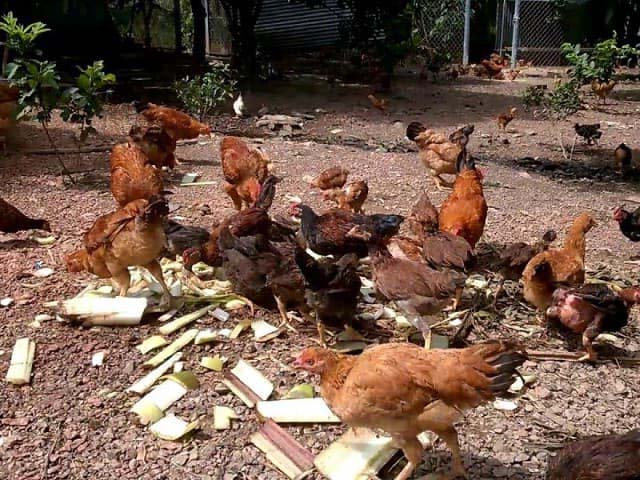 Nguyên nhân khiến gà bỏ ăn và cách điều trị hiệu quả