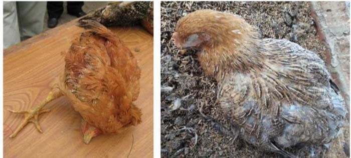 Nguyên nhân khiến gà bỏ ăn và cách điều trị hiệu quả