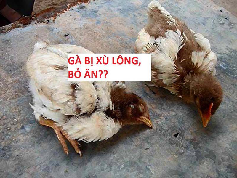 Nguyên nhân khiến gà bỏ ăn và cách điều trị hiệu quả