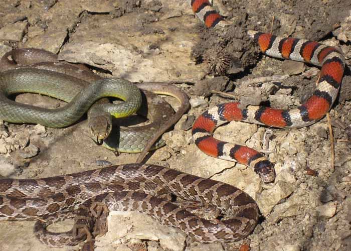 Chiêm bao mơ thấy 3 con rắn là điềm báo may mắn hay điềm báo xấu?