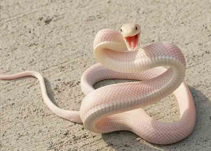 Nằm mộng chiêm bao mơ thấy rắn trắng dự báo điềm gì đáng sợ?