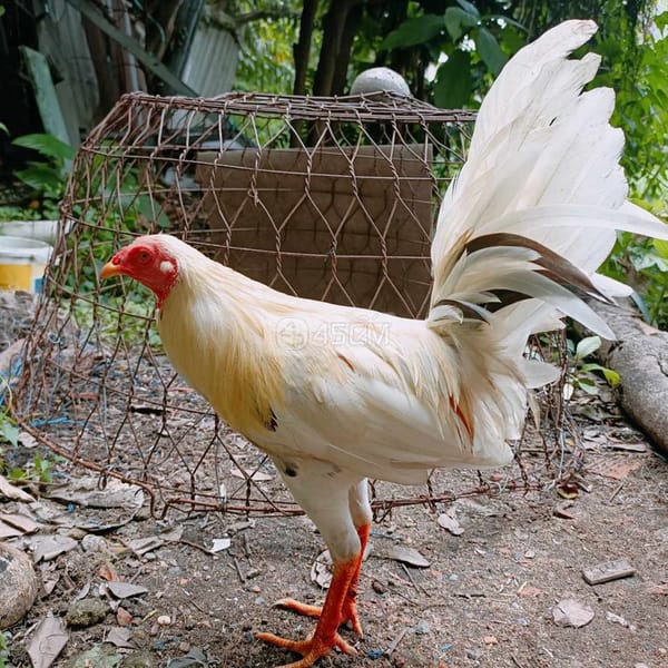 gà cuban 1 mắt 1kg1 làm giống