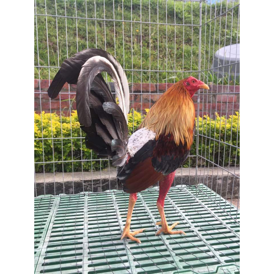 Giảm giá Combo 10 trứng gà cuban nhập ấp nở con giống - Mua Thông Minh