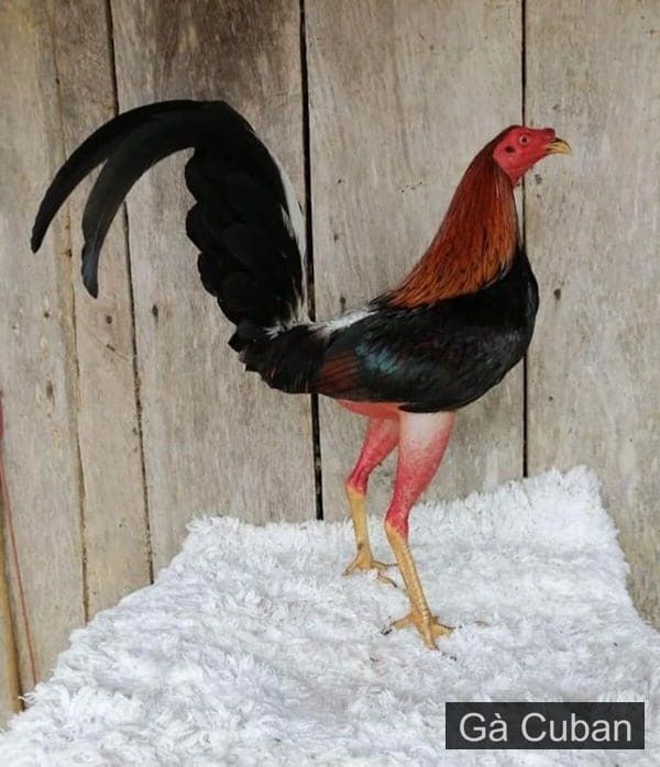 GÀ CUBAN RẶC , 10 TRỨNG GÀ TRE ẤP NỞ CON GIỐNG , | Lazada.vn
