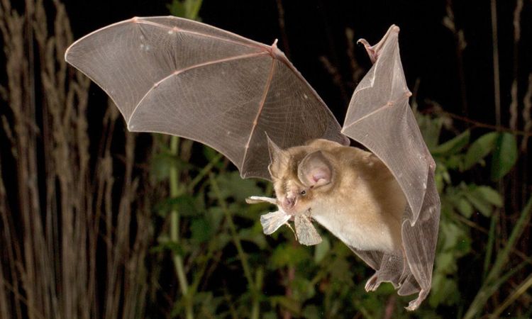 Nằm mơ thấy dơi có ý nghĩa gì? Chọn con số may mắn nào?