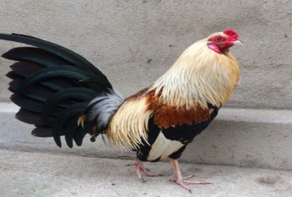 Kỹ thuật chăm sóc và nuôi gà tre đá hay có thể bạn chưa biết