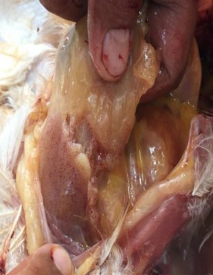 Cúm gia cầm - Triệu chứng, tổn thương và giải pháp phòng ngừa